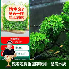 云峰海瑞 鱼缸水草前景莫丝莫斯水草水族箱造景套餐水草活体草缸造景装饰 垂泪8*8网片定植