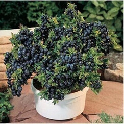 檬多少钱_香水柠檬价格,图片评价排行榜 – 京东