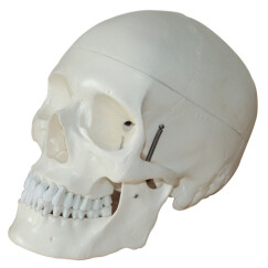 海医Heymode医学人体头骨模型 1:1仿真头颅口腔颌面美容微整头模型 脑颅骨 面颅骨 头颅侧位教 022030白头1:1