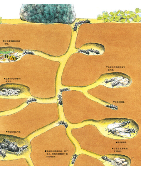 最美的法布尔昆虫记:地下王国统治者蚂蚁