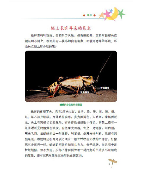 自然博物馆:蟋蟀·螽斯·蝉(彩图版)