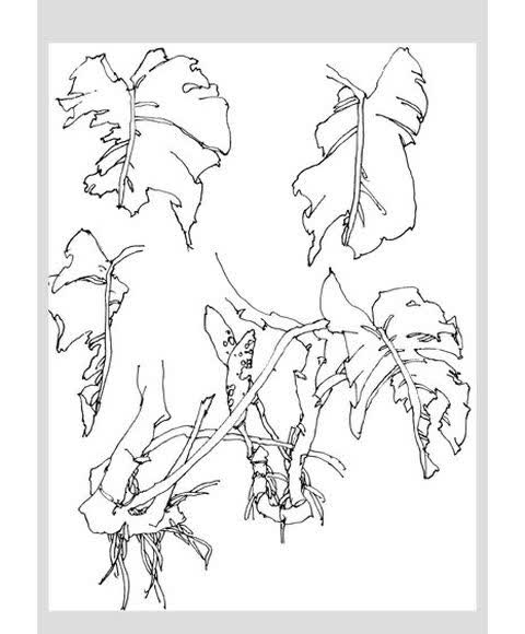 线描:吉瑞森画爬藤