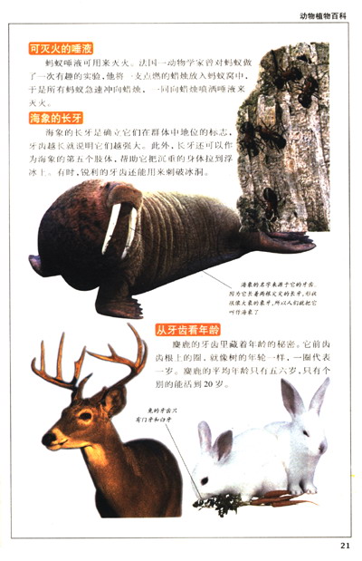 中国青少年百科全书:动物植物百科(彩图版)