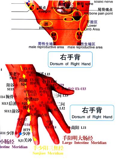 手部反射區和經絡穴位掛圖中英文版防水撕不爛升級版