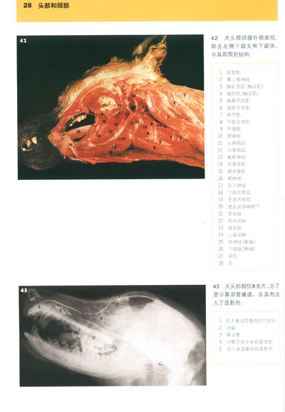 医学 基础理论 犬猫临床解剖彩色图谱(第2版 长期以来,兽医解剖