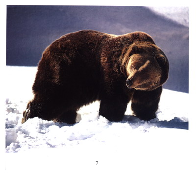 动物萌宝贝:灰熊宝宝