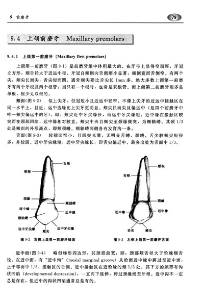 轴面角口腔图片