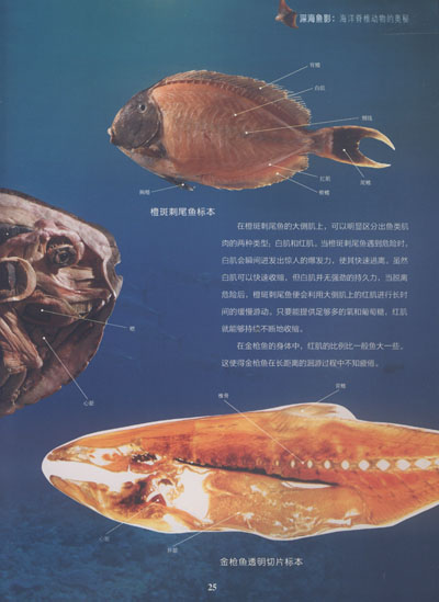 生命奧秘叢書·海洋魚影:海洋脊椎動物的奧秘