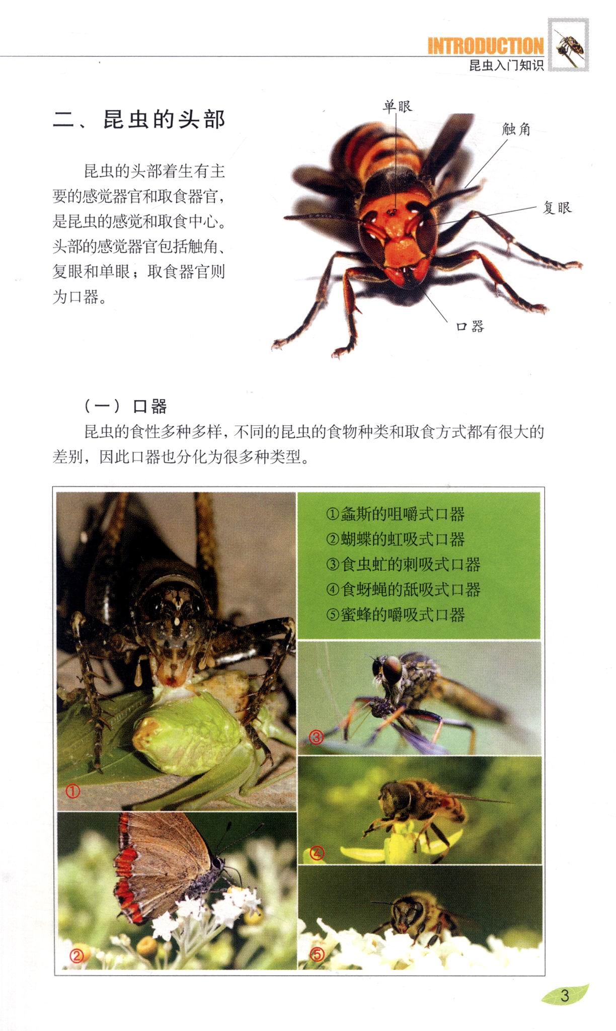 好奇心书系·野外识别手册:常见昆虫野外识别手册