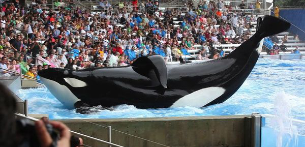 影视 专题栏目/纪录片 黑鲸(dvd9)  影片讲述了一只名为提里库姆的