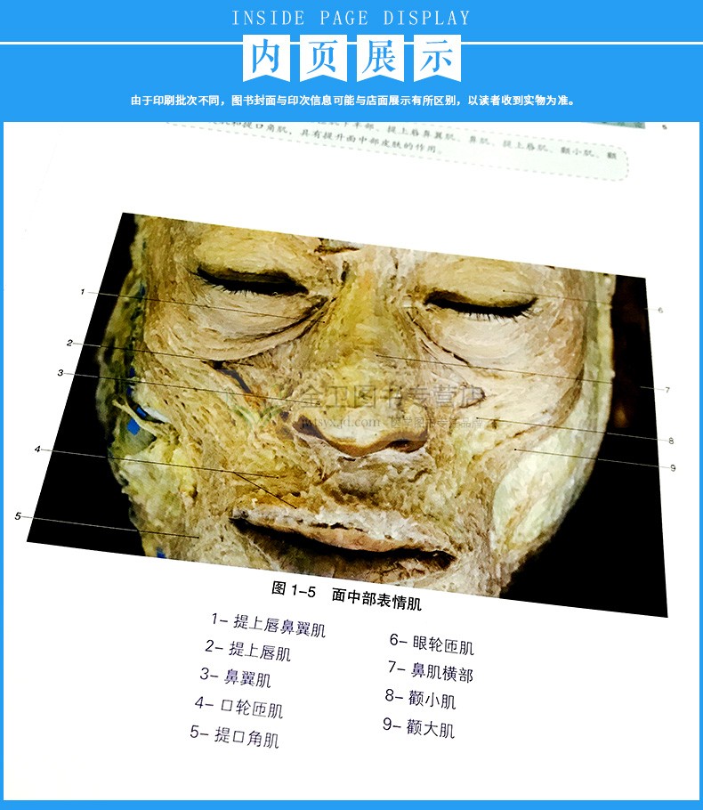 面部注射解剖图谱面部皮下组织解剖年轻化手术注射美容整形精修线雕微