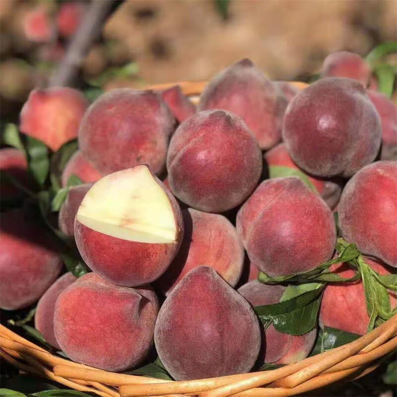 爵妃 云南水蜜桃新鲜桃子黑美人毛桃应季水果红宝石鹰嘴蜜桃 5斤大果