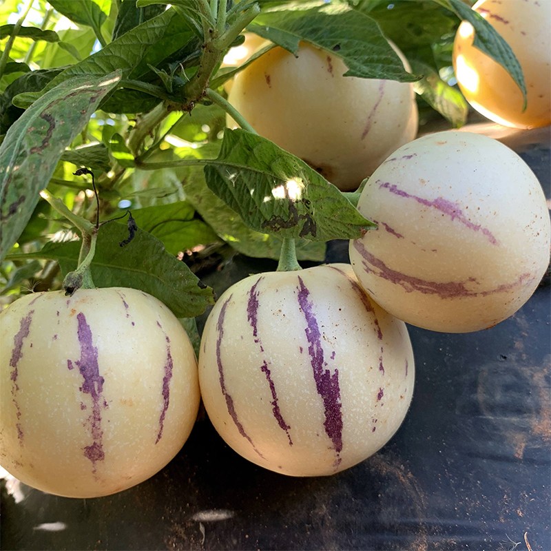 【顺丰速运】云南石林人参果圆果当季绿色新鲜富硒养生圆果 5斤纸箱中