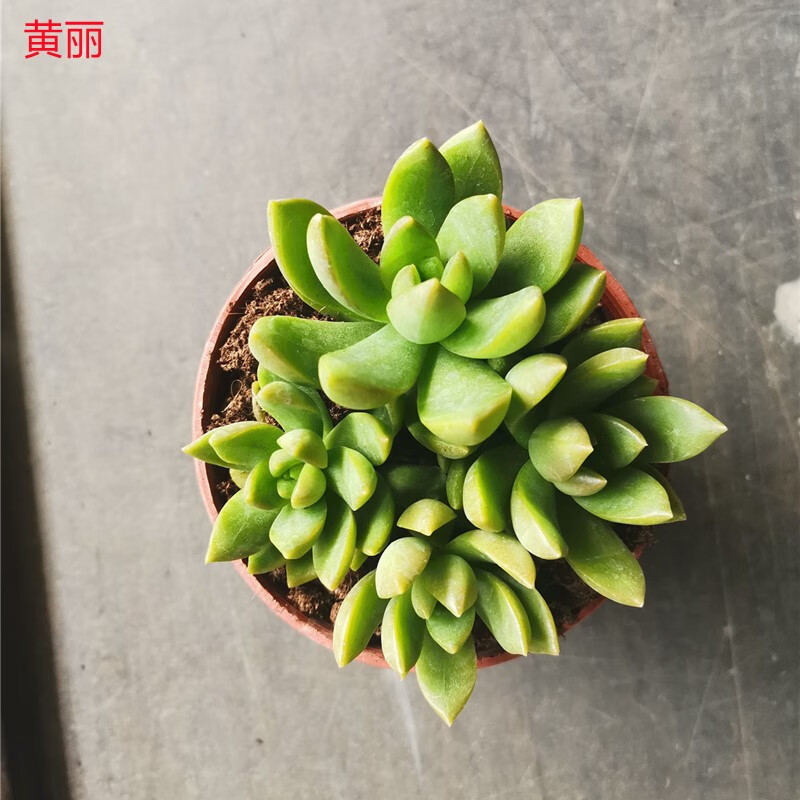 缤纷盆栽多肉植物组合绿植花卉肉肉办公室盆景多肉9cm混装 装箱30盆 最少5个品种混装发货 图片价格品牌报价 京东