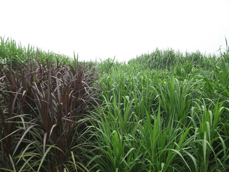 美国矮象草种节种子种苗青贮牧草牧春籽美国矮象草种苗100株