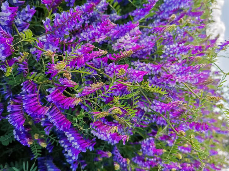毛叶苕子 光叶紫花苕子 箭舌豌豆 毛野豌豆 大巢菜 果园绿肥固氮蜜源