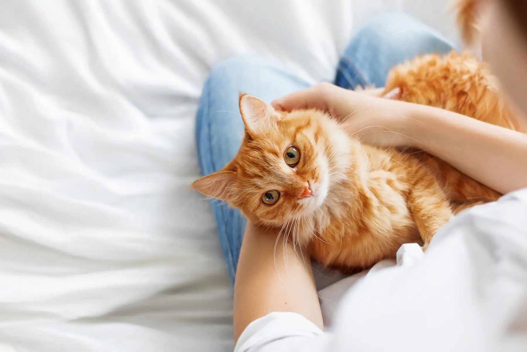 被猫抓伤该不该打狂犬疫苗？_概述_预防_感染内科_一般治疗