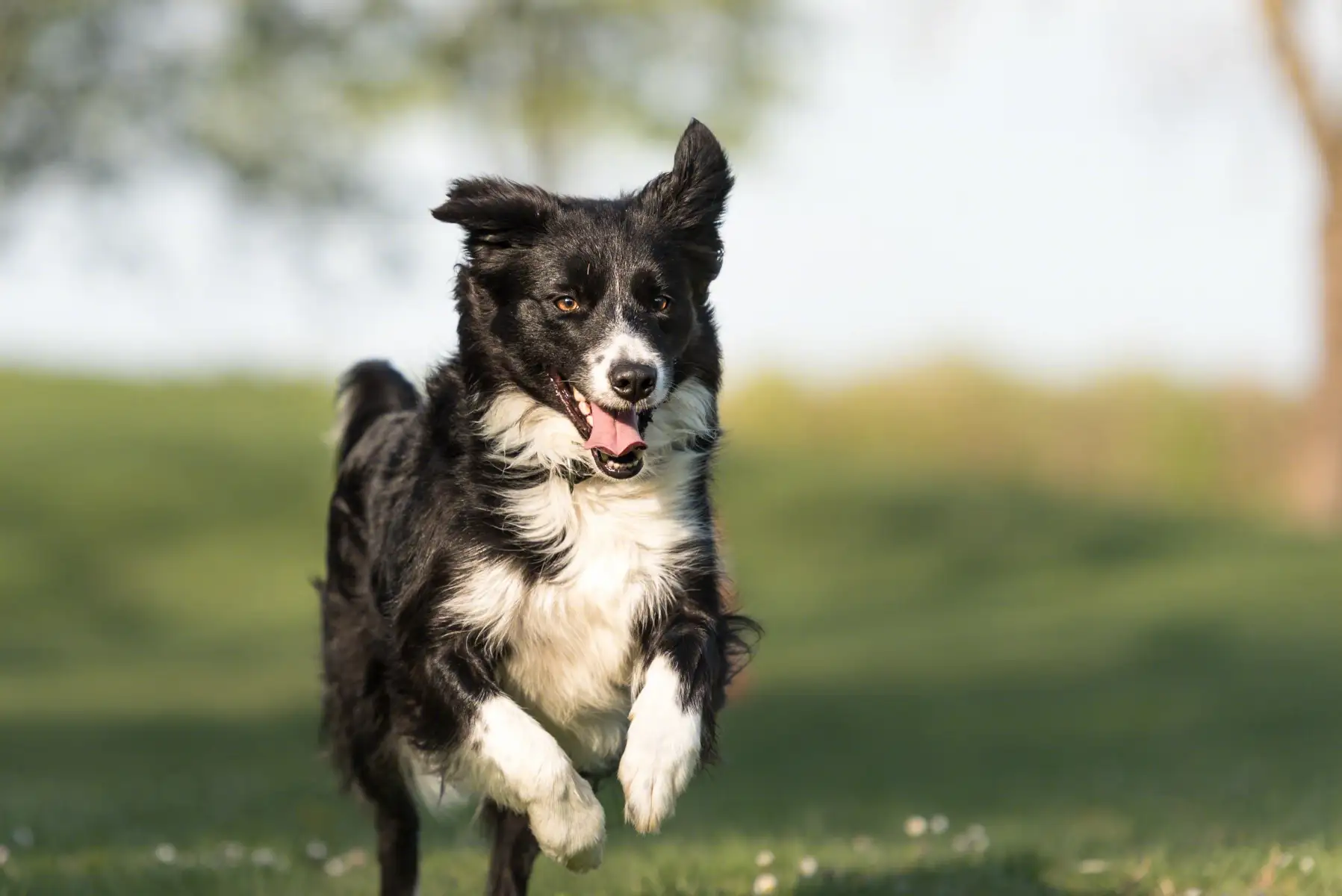 被猫抓伤该不该打狂犬疫苗？_概述_预防_感染内科_一般治疗