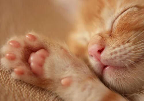 猫肉球印章 C社