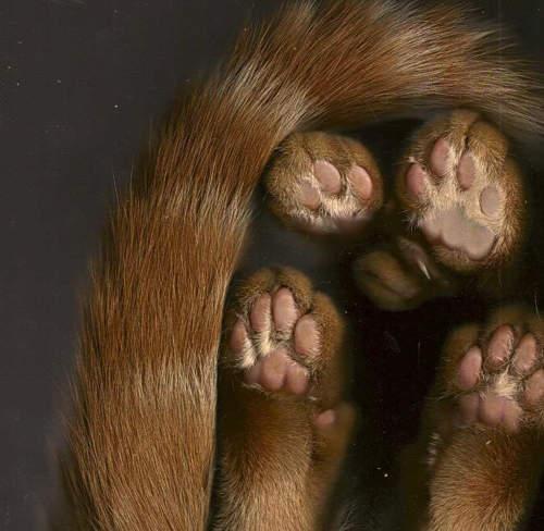猫肉球 C社