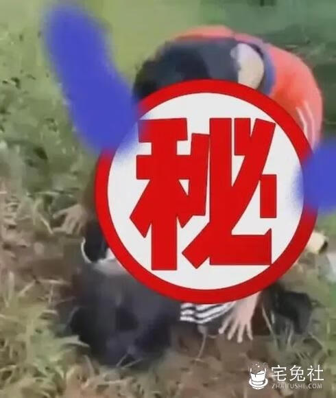 周口刘双婷麦地战神 宅兔社 (3).jpg