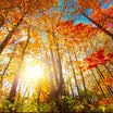 Fondo de pantalla 3D personalizado para la pared Paisaje de la naturaleza Mural Rollo de bosque Árboles altos Rojo Hojas de sol Fondo de pantalla de papel de pared