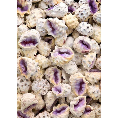 

DIY Semi-finished Diamond Painting 5D Still Life Theme Starfish Hippocampus Conch Home Living Room Bedroom Office Decoration