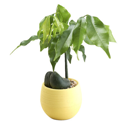 

Gobestart Mini Colourful Round Plastic Plant Flower Pots Home Office Decor Planter