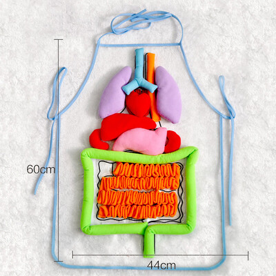 

YIWULA3D Organ Apron Anatomy Apron Human Body Organ Awareness Educational Insights Toy