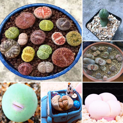 

200Pcs Fragrant Flowers Egret Flower Lithops Succulents Lily of the Valley Plant-Seeds Aquarium Plant Radiation-Proof Flores Conva