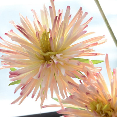 

Factory direct single crab claw chrysanthemum simulation fake flower pot plant home decoration flower wedding road lead bonsai Pin