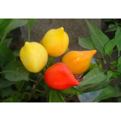 

Multicolor Pepper Seeds Home Garden Balcony Ornamental Potted Plant Vegetable Seeds