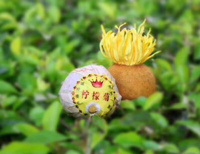 

Fresh lemon chrysanthemum tea ancient tree black tea Golden silk emerald handmade fruit dried tea lemon black tea Jin Junmei