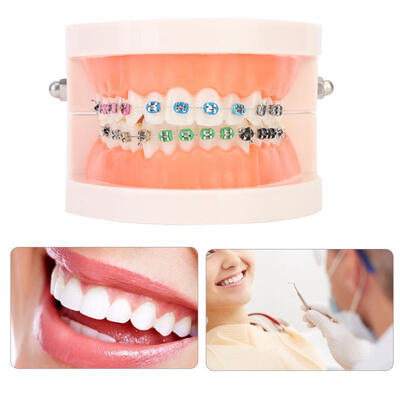 

Greensen Teaching Tooth Model Dental Typodont Orthodontic Teeth Model For Dentistry