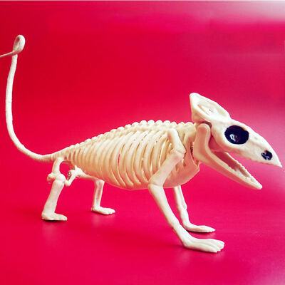 

Animal Skeleton Model BatSpiderScorpionLizard Bones Halloween Party Decoration