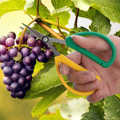 

Greensen Stainless Steel Floral Scissors Plant Pruning Scissors Garden Cutter Hand Pruner