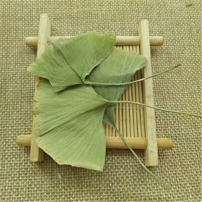 

Ginkgo Biloba Leaves Chinese Wild Ginkgo Tea Medicinal Tea Herbal Tea