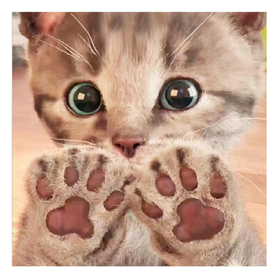 

5D DIY Full Drill Diamond Painting Cat Cross Stitch Embroidery Kit Wall Art