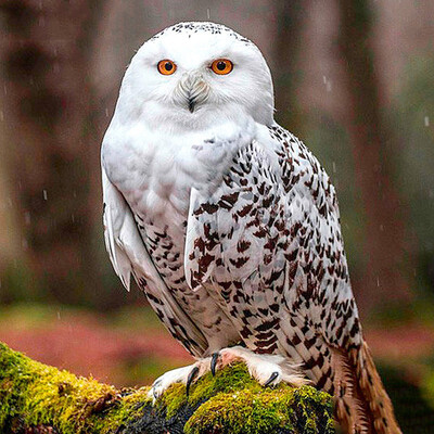 

Diamond Painting Owl Diamond Embroidery Full Square&Round Drill 5d DIY Diamond Mosaic Animal Picture Of Rhinestone