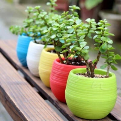 

Colourful Mini Round Plastic Plant Flower Pot Garden Home Office Decor Planter