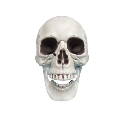 

Siaonvr Halloween Decorations Resin Wacky Funny Novelty Skull Toys