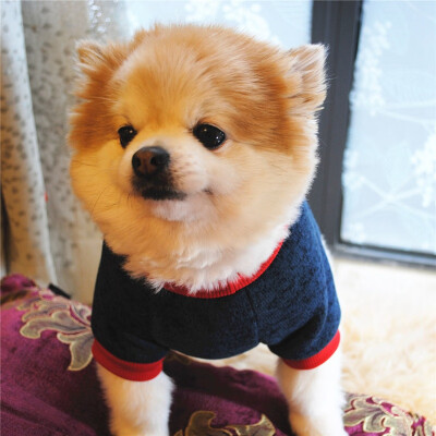 

Soft Solid Cute Warm Dog Knitwear Sweater Autumnwinter Pet Clothes Neck Regular Outwear Casual i Love My Mom Pet Product