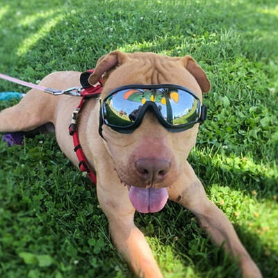 

Portable Gafas de Sol Perro Pequeño UV Protección para los ojos UV para Mascotas