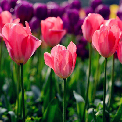 

10pcsBag Tulip Flower Seeds Bonsai Flowers Seeds for Home Garden Planting Seeds