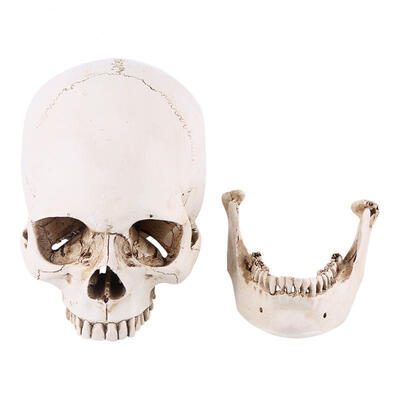 

Greensen 1pc White Resin Human Skull Lifesize Drawing Model Replica Drawing Party Ornament