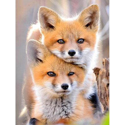 

Kirin show 5D DIY Diamond Painting Animal Fox Diamond Embroidery Cross Stitch Full Square Mosaic Picture Of Rhinestones Home Decor