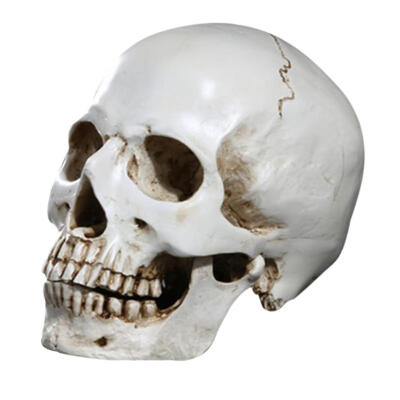 

Resin Human Head Replica Medical Divided Skull Mould for Art Home Accessory