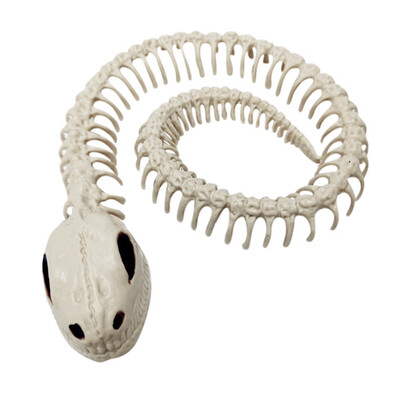 

Halloween Accessories Skeleton Holiday Party Tools Escape Skeleton Space Spider Snake Bat Model Skeleton