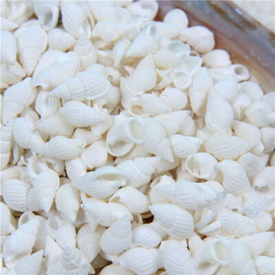 

100PCS Natural conch shells Aquarium decoration party festival Home Decor Natural Sea Beach Shell Conch Seashells For DIY Crafts