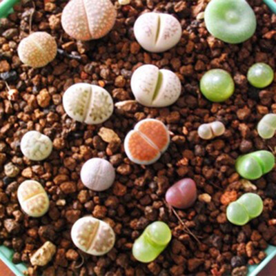 

100pcsBag Beautiful Lithops Seeds Plants Seeds for Home Garden Decor Plant Seeds